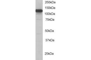 KIF5B Antikörper  (C-Term)