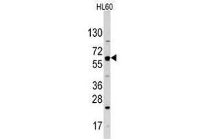 Image no. 1 for anti-Solute Carrier Family 2 (Facilitated Glucose Transporter), Member 2 (SLC2A2) (N-Term) antibody (ABIN357019) (SLC2A2 Antikörper  (N-Term))