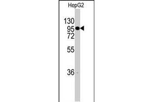 Western blot analysis of CHRD polyclonal antibody  in HepG2 cell line lysates (35 ug/lane). (Chordin Antikörper  (C-Term))