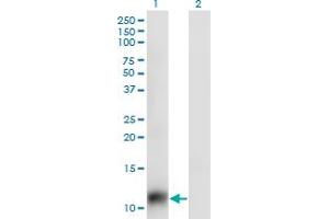 Western Blotting (WB) image for anti-Small Nuclear RNA Activating Complex, Polypeptide 5, 19kDa (SNAPC5) (AA 1-68) antibody (ABIN523709)