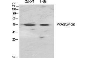 Western Blot (WB) analysis of specific cells using PKAalpha/beta/gamma cat Polyclonal Antibody. (PKAalpha/beta/gamma Cat (Ser1101) Antikörper)