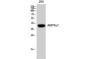 Western Blotting (WB) image for anti-Protein Kinase, AMP-Activated, gamma 1 Non-Catalytic Subunit (PRKAG1) (N-Term) antibody (ABIN3183275)