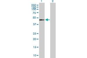 Western Blot analysis of GTPBP5 expression in transfected 293T cell line by GTPBP5 MaxPab polyclonal antibody. (GTPBP5 Antikörper  (AA 1-406))