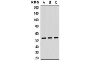 Western blot analysis of TRMT11 expression in HEK293T (A), Raw264. (Trmt11 Antikörper  (C-Term))
