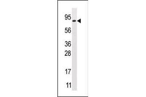 GCS1 Antikörper  (N-Term)