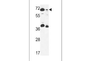 ERF3B Antibody (Center) (ABIN653616 and ABIN2842974) western blot analysis in 293 cell line and mouse stomach tissue lysates (35 μg/lane). (GSPT2 Antikörper  (AA 216-245))