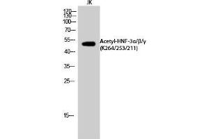 Western Blot (WB) analysis of JK cells using Acetyl-HNF-3alpha/beta/gamma (K264/253/211) Polyclonal Antibody. (HNF-3alpha/beta/gamma Antikörper  (acLys211, acLys253, acLys264))