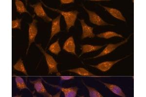 Immunofluorescence analysis of L929 cells using ACBD3 Polyclonal Antibody at dilution of 1:100. (ACBD3 Antikörper)