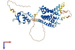 KCNA2 Protein (AA 1-499) (His tag)
