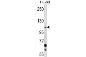 Western Blotting (WB) image for anti-Protocadherin alpha 10 (PCDHA10) antibody (ABIN2999486) (PCDHA10 Antikörper)