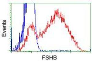HEK293T cells transfected with either RC214616 overexpress plasmid (Red) or empty vector control plasmid (Blue) were immunostained by anti-FSHB antibody (ABIN2453053), and then analyzed by flow cytometry. (FSHB Antikörper)
