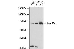Western blot analysis of extracts of various cell lines, using SW antibody (ABIN7270654) at 1:1000 dilution. (SWAP70 Antikörper  (AA 316-585))