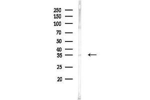 anti-Isoprenylcysteine Carboxyl Methyltransferase (ICMT) (Internal Region) antibody