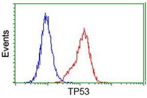 Image no. 4 for anti-Tumor Protein P53 (TP53) antibody (ABIN1499970) (p53 Antikörper)