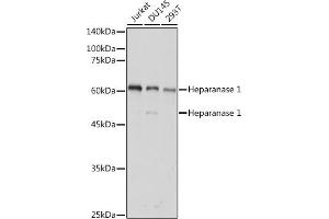 Western blot analysis of extracts of various cell lines, using Heparanase 1 antibody (ABIN6128033, ABIN6141977, ABIN6141978 and ABIN6221391) at 1:1000 dilution. (HPSE Antikörper  (AA 36-275))