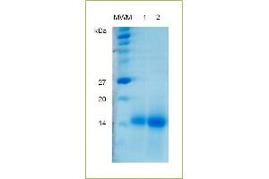 SDS-PAGE analysis of human recombinant Activin AB.