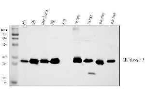 Western blot analysis of Caveolin-1/CAV1 using anti-Caveolin-1/CAV1 antibody (ABIN3043803). (Caveolin-1 Antikörper  (AA 4-178))