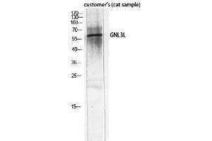 Western Blotting (WB) image for anti-Guanine Nucleotide Binding Protein-Like 3 (Nucleolar)-Like (GNL3L) (Internal Region) antibody (ABIN3184819)
