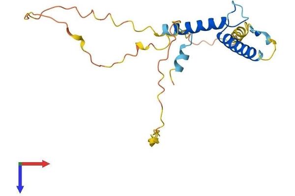 HAND1 Protein (AA 1-215) (His tag)