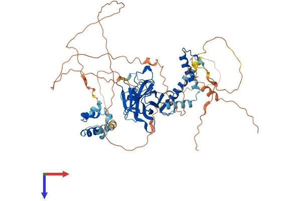 Tumor Protein p73 Protein (AA 1-636) (His tag)