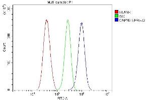 Flow Cytometry analysis of U87 cells using anti-Calpain 2 antibody (ABIN5518897).