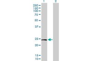 Western Blot analysis of PTTG2 expression in transfected 293T cell line by PTTG2 MaxPab polyclonal antibody. (PTTG2 Antikörper  (AA 1-191))