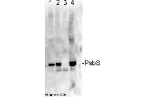 Image no. 1 for anti-PsbS antibody (ABIN488537) (PsbS Antikörper)