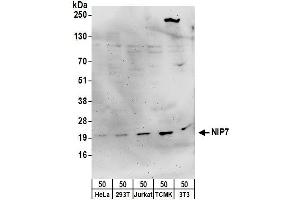Western Blotting (WB) image for anti-Nuclear Import 7 Homolog (NIP7) (AA 130-180) antibody (ABIN7449776)