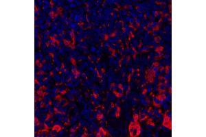 Immunofluorescence (IF) image for anti-Indoleamine 2,3-Dioxygenase 1 (IDO1) (AA 1-403) antibody (ABIN7449541) (Rekombinanter IDO1 Antikörper  (AA 1-403))