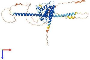RUNDC3A Protein (AA 1-446) (His tag)