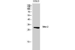 Western Blotting (WB) image for anti-Msh Momeobox 2 (Msx2) (Internal Region) antibody (ABIN3180740) (Msx2/Hox8 Antikörper  (Internal Region))