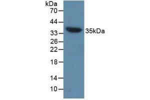 Detection of AQP4 in Mouse Heart Tissue using Polyclonal Antibody to Aquaporin 4 (AQP4) (Aquaporin 4 Antikörper  (AA 177-304))