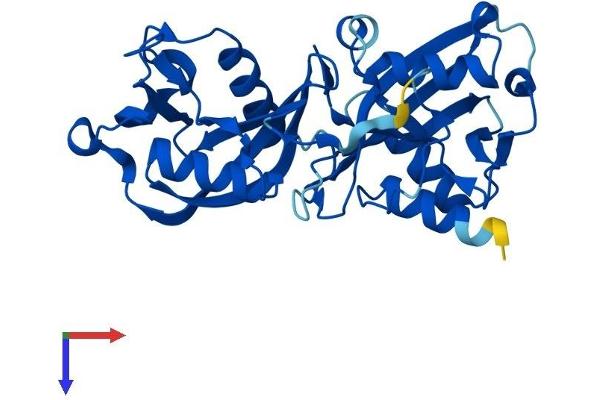 NUDT18 Protein (AA 1-323) (His tag)