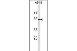 Western blot analysis in A549 cell line lysates (35ug/lane). (HERPUD2 Antikörper  (C-Term))