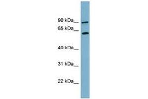 Image no. 1 for anti-Solute Carrier Family 3 Member 1 (SLC3A1) (AA 179-228) antibody (ABIN6743199) (SLC3A1 Antikörper  (AA 179-228))