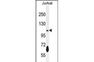 PDE3B Antibody (Center) (ABIN655957 and ABIN2845343) western blot analysis in Jurkat cell line lysates (35 μg/lane). (PDE3B Antikörper  (AA 400-427))