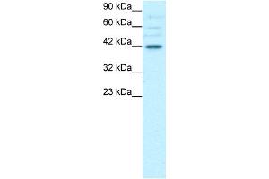 WB Suggested Anti-POU3F4 Antibody Titration:  0. (POU3F4 Antikörper  (C-Term))