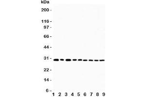 Western blot testing of OX40 antibody and Lane 1:  U87;  2: HeLa;  3: HT1080;  4: Jurkat;  5: COLO320;  6: MCF-7;  7: SHC;  8: COLO320;  9: SGC cell lysate. (TNFRSF4 Antikörper  (N-Term))