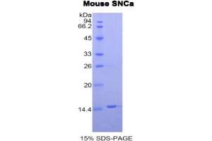 SDS-PAGE analysis of Mouse Synuclein alpha Protein. (SNCA Protein)