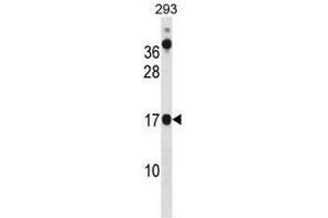 CHCHD10 Antibody (N-term) western blot analysis in 293 cell line lysates (35µg/lane). (CHCHD10 Antikörper  (N-Term))