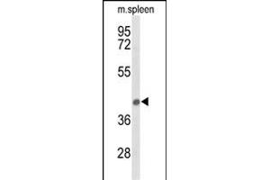 Western blot analysis of PEX12 Antibody (Center) (ABIN653557 and ABIN2842936) in mouse spleen tissue lysates (35 μg/lane). (PEX12 Antikörper  (AA 131-158))