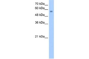 NUDT12 Antikörper  (C-Term)