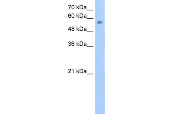 NUDT12 Antikörper  (C-Term)