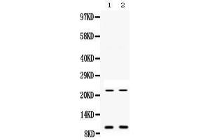 Western blot analysis of Prokineticin 1 expression in mouse liver extract (lane 1) and mouse spleen extract (lane 2). (Prokineticin 1 Antikörper  (AA 20-105))