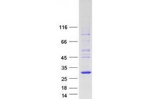 Western Blotting (WB) image for MOB1, Mps One Binder Kinase Activator-Like 2C (MOBKL2C) (Transcript Variant 2) protein (Myc-DYKDDDDK Tag) (ABIN2726212)