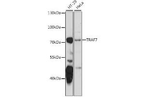 Western blot analysis of extracts of various cell lines, using TR antibody  at 1:1000 dilution. (TRAF7 Antikörper  (AA 260-400))