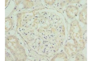 Immunohistochemistry of paraffin-embedded human kidney tissue using ABIN7155891 at dilution of 1:100 (HGD Antikörper  (AA 226-445))