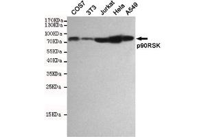 Western blot detection of p90RSK in COS7,3T3,Jurkat,Hela and A549 cell lysates using p90RSK mouse mAb(dilution 1:1000). (RPS6KA3 Antikörper)