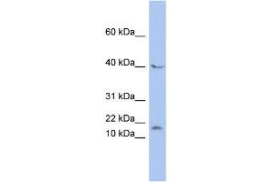 WB Suggested Anti-MAX Antibody Titration:  0. (MAX Antikörper  (N-Term))