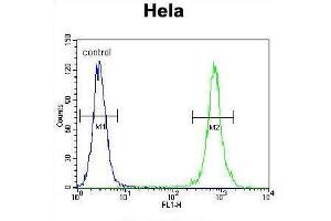 TRADD Antibody (Center) flow cytometric analysis of Hela cells (right histogram) compared to a negative control cell (left histogram).